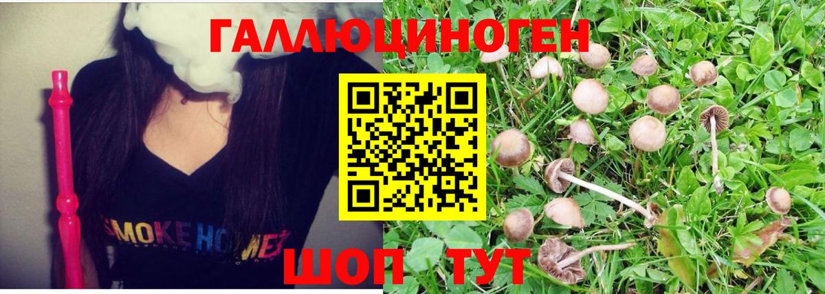 Галлюциногенные грибы Psilocybine cubensis Батайск
